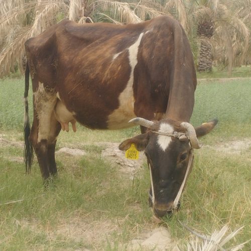 فروشی گاوه آمریکای