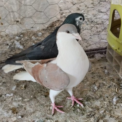 کبوتر ساده ریس