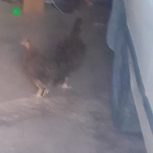 چهارتا مرغ تخم گذار به شرط سالم دارم واسه فروش