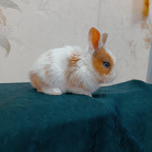 خرگوش ملوس