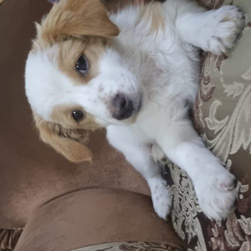 واگذاری 3عدد توله