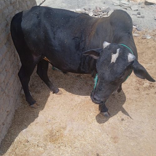 گاو نر برای قربانی