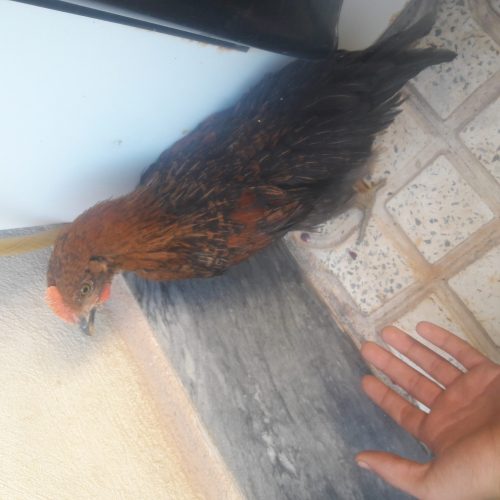 جوجه یکی کاکلی و یکی رسمی