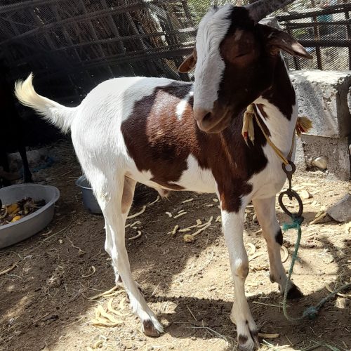 کهره نر سرو حال و سالم