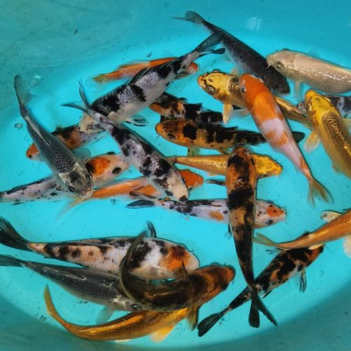 ماهی کوی رنگارنگ اصیل شاداب استخر برکه حوض آب