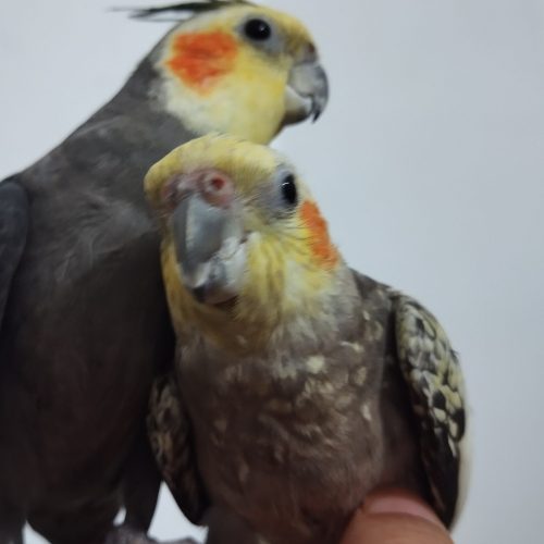 دو جفت عروس هلندی با قفس