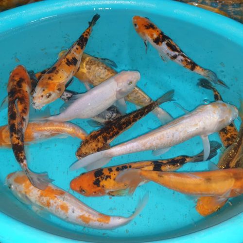 ماهی کوی رنگارنگ اصیل شاداب استخر برکه حوض آب