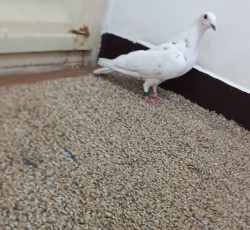 ماده کوهی پلاکی