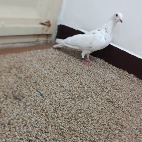 ماده کوهی پلاکی