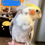 عروس هلندی گم شده