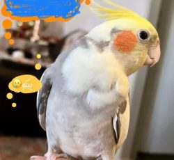 عروس هلندی گم شده