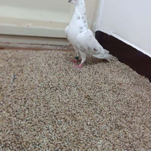 ماده کوهی پلاکی