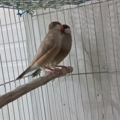 1جفت فنچ نرگسی شکلاتی