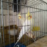 عروس هلندی