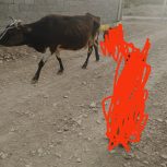 فروشی گاوه آمریکای