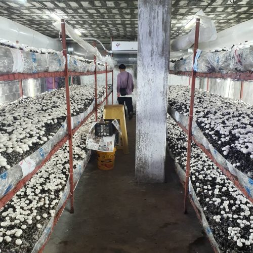 فروش و واگذاری تجهیرات سالن پرورش قارچ (بدون پیش پرداخت)