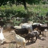 بز سانن و بز پاکستانی