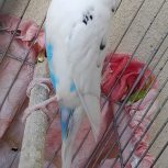 مرغ عشق نر سالم بدون مریضی