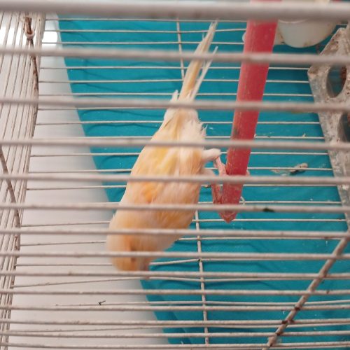 یک قناری نر مست خون