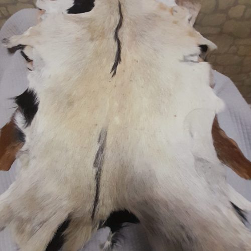 پوست گوسفند بزی دباغی شده