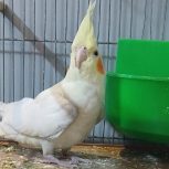 پرنده عروس هلندی