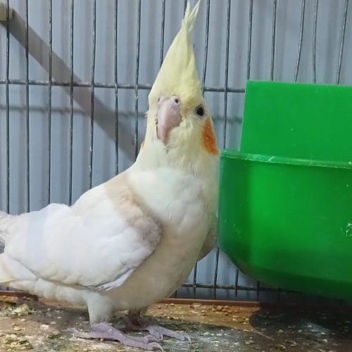 پرنده عروس هلندی