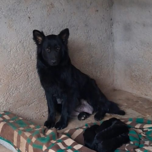 توله ژرمن بلک