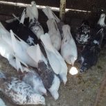 فروش کبوتر