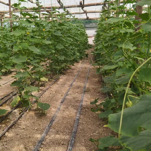 دو جریب گلخونه