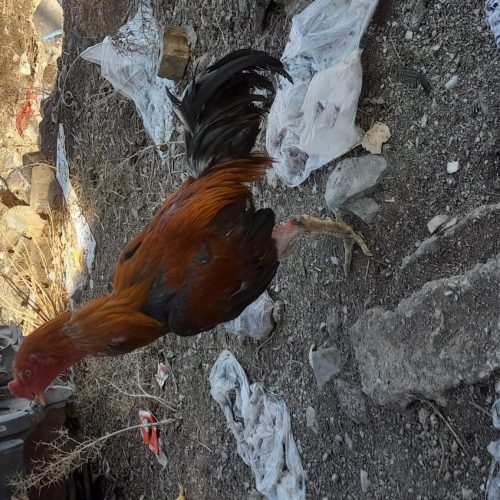 خروس لاری 2ساله