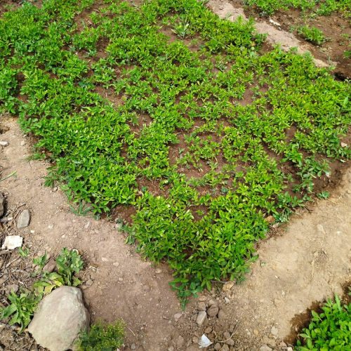 فروش کلی بوته یا نهال گوجه فرنگی کوهسرخ کاشمر