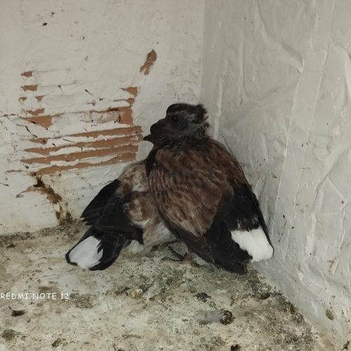 یه جفت سوسک قاره بفروش میرسد