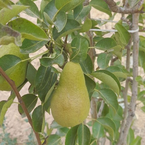 خانه به همراه باغ