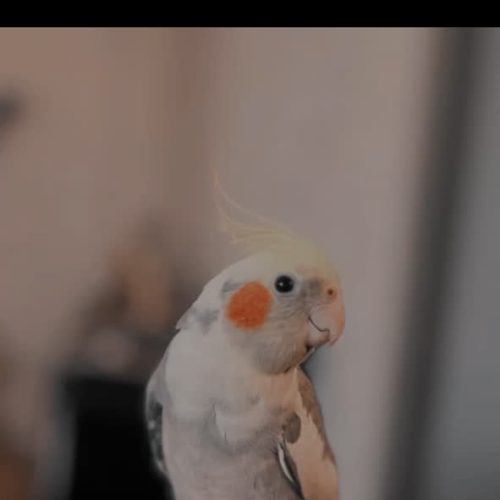 عروس هلندی گم شده