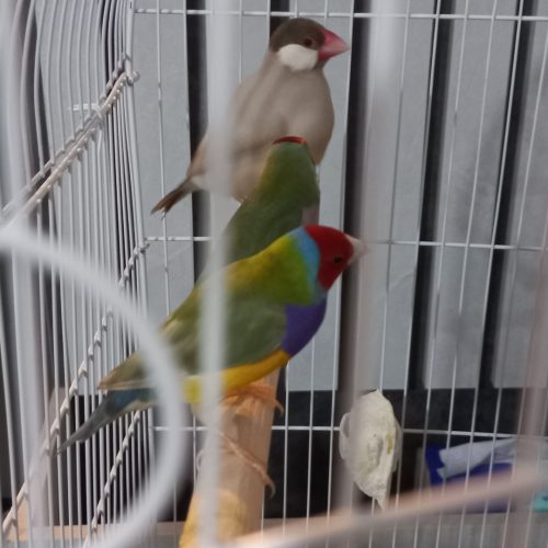 2 جفت پرنده زیر قیمت