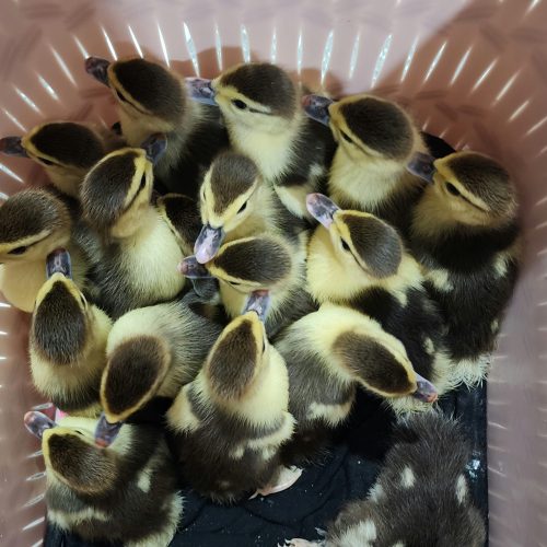 فروش جوجه اردک