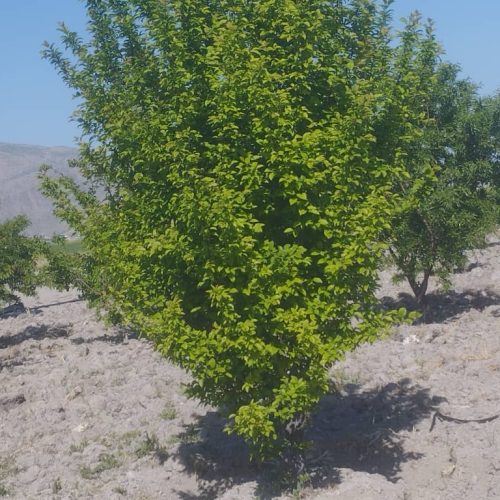 فروش باغ و زمین کشاورزی