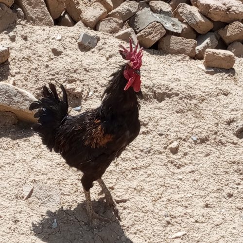 سه عدد خروس جوان معاوضه با مرغ