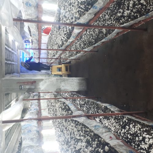 فروش و واگذاری تجهیرات سالن پرورش قارچ (بدون پیش پرداخت)