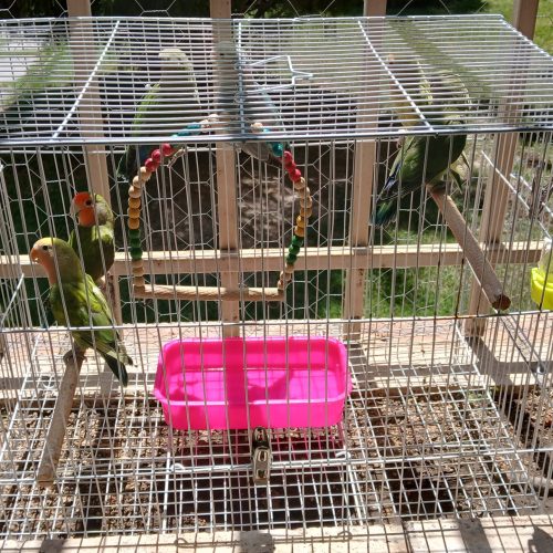 کوتوله برزیلی