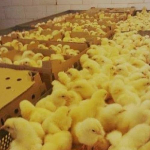 جوجه یک روزه راس