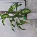 گل دفین باخیا