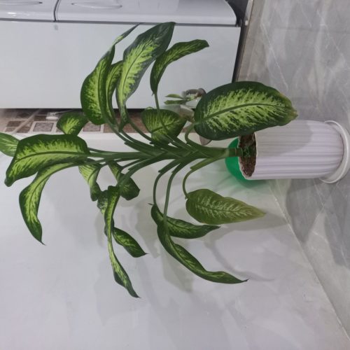 گل دفین باخیا