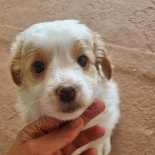 واگذاری 3عدد توله