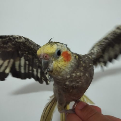 دو جفت عروس هلندی با قفس