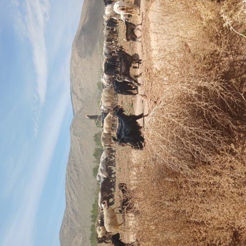 نیاز‌چوپان