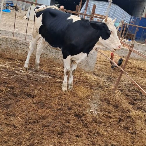 چند رس گاو و گوساله جنس خوب به فروش میرسد