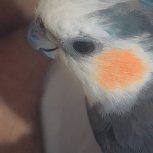 دو جفت عروس هلندی با قفس