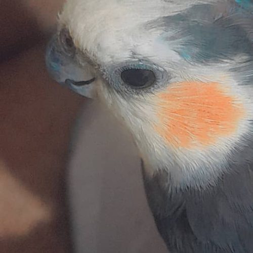 دو جفت عروس هلندی با قفس