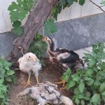 سه عدد جوجه لاری اشوما اصیل واکسن خورده